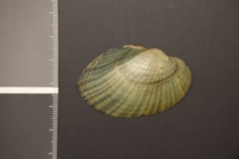 Media type: image;   Malacology 178838 Description: Preserved specimen.;
